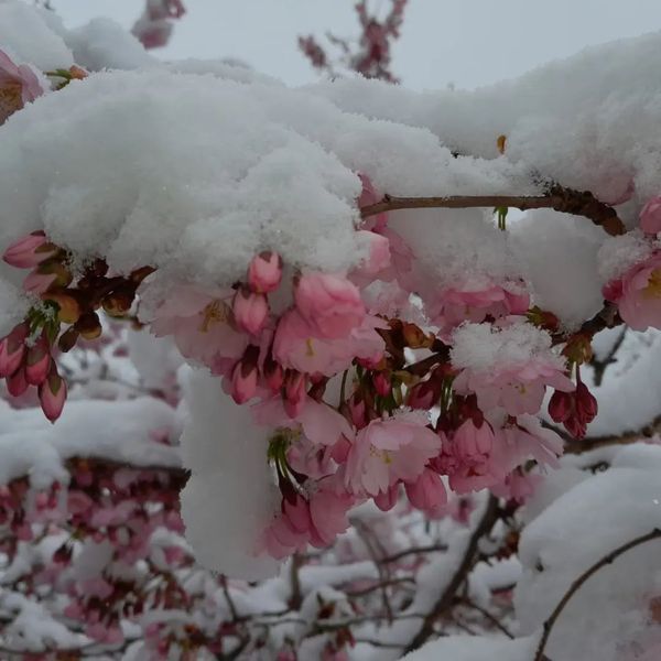 *Frühlingskirsche* (Prunus 'Accolade')