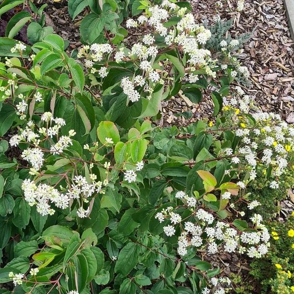*Sieben-Söhne-des-Himmels-Strauch* (Heptacodium miconioides)
