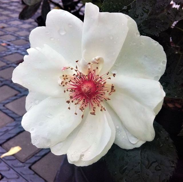 Seltene Rosen im Sortiment der GartenBaumschule Lehnert - Bodendecker, Obstbäume, Rosen, Ziersträucher und Heckenpflanzen aus Sangerhausen