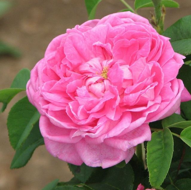 Seltene Rosen im Sortiment der GartenBaumschule Lehnert - Bodendecker, Obstbäume, Rosen, Ziersträucher und Heckenpflanzen aus Sangerhausen