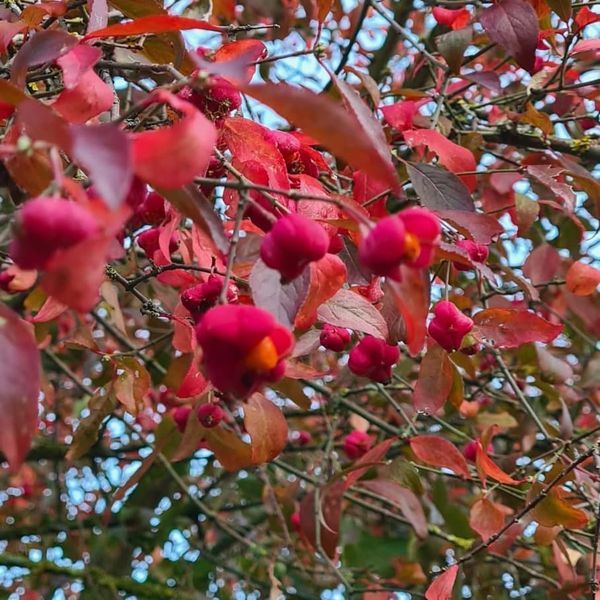 *Pfaffenhütchen* (Euonymus europaeus)