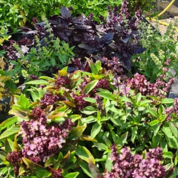 *Thaibasilikum Tulsi* (Ocimum tenuiflorum)