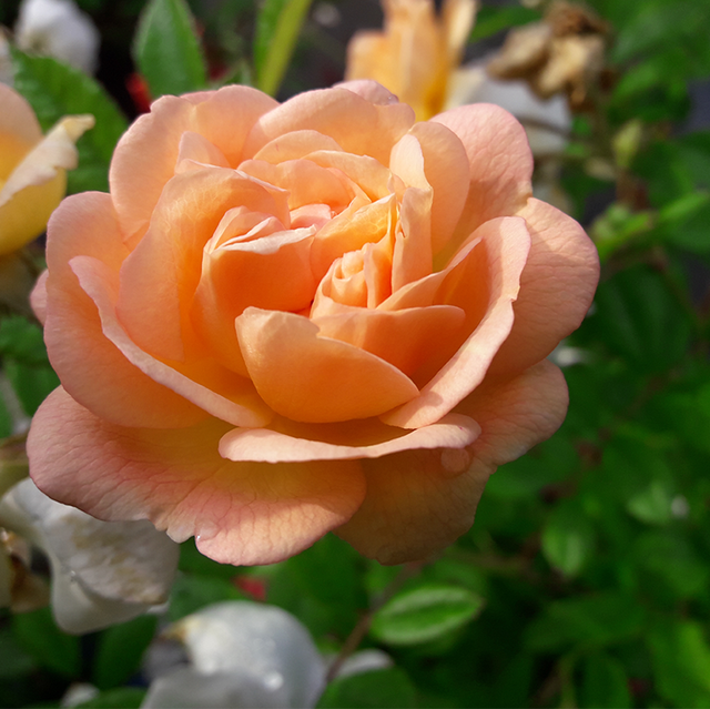Seltene Rosen im Sortiment der GartenBaumschule Lehnert - Bodendecker, Obstbäume, Rosen, Ziersträucher und Heckenpflanzen aus Sangerhausen