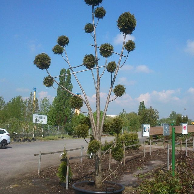 Formgehölze - Thuja - im Sortiment der GartenBaumschule Lehnert - Bodendecker, Obstbäume, Rosen, Ziersträucher und Heckenpflanzen aus Sangerhausen
