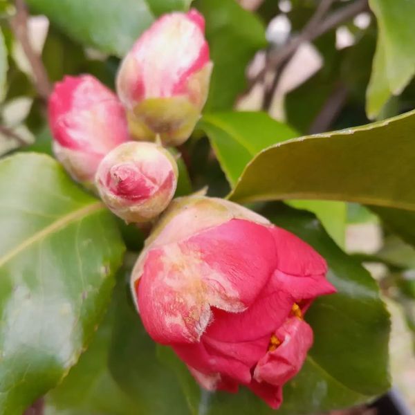 *Kamelie* (Camellia japonica) in Sorten