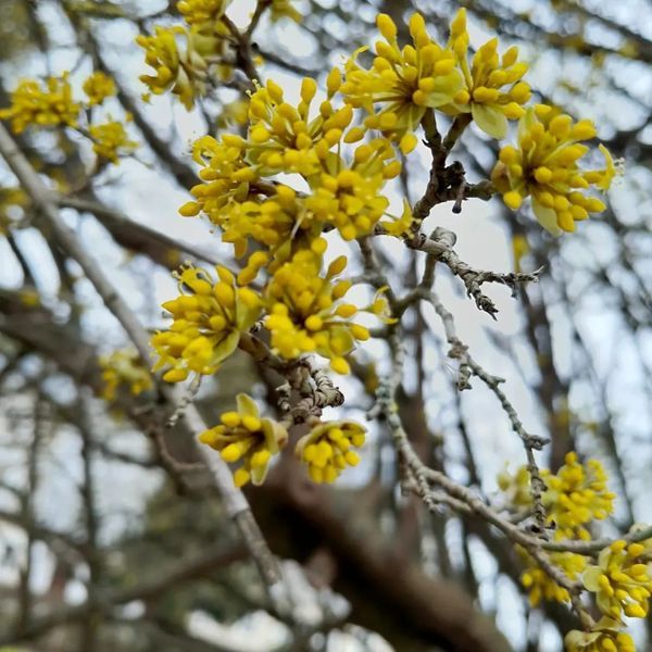 *Kornelkirsche* (Cornus mas)