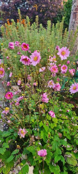 *Japan-Herbst-Anemone 'Pamina'* (Anemone japonica 'Pamina')