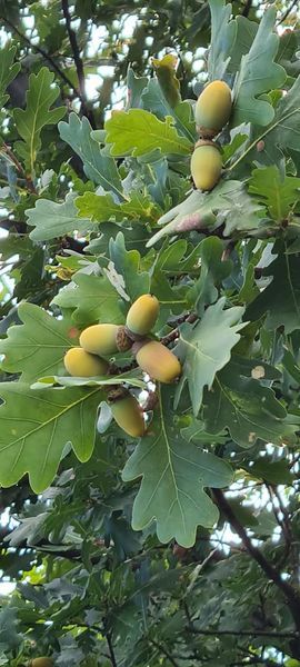 *Deutsche Eiche / Stieleiche* (Quercus robur)