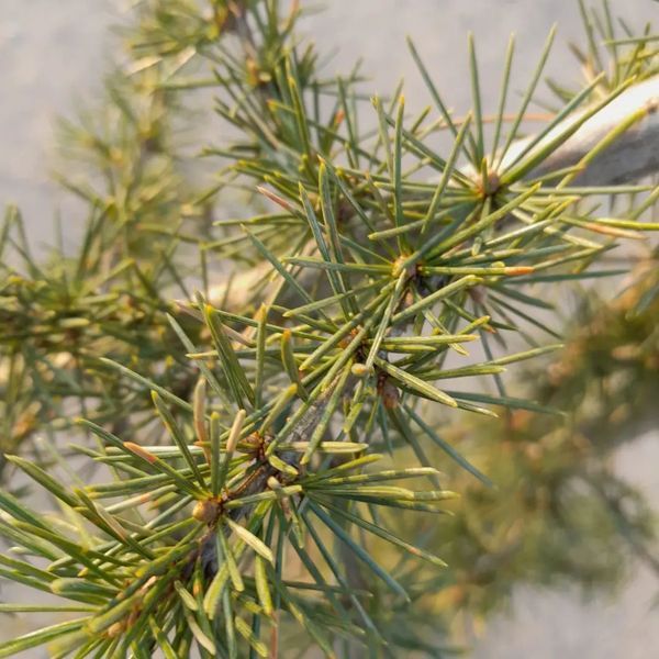 *Hänge-Himalaja-Zeder* (Cedrus deodara 'Pendula')