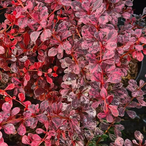 *Berberitze 'Rose Glow'* (Berbertis thunbergii 'Rose Glow')