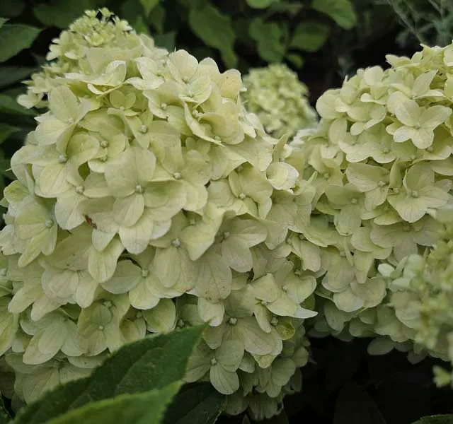 *Zwerg-Rispenhortensie 'Little Spooky'* (Hydrangea paniculata 'Little Spooky')