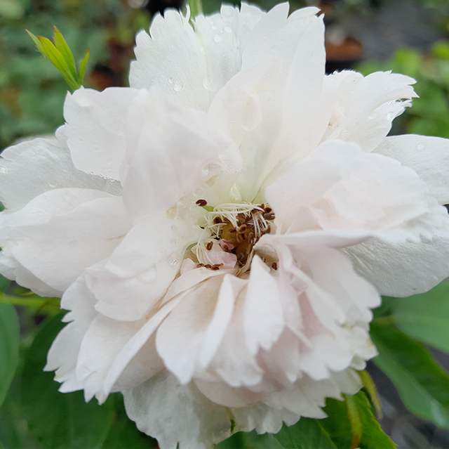 Seltene Rosen im Sortiment der GartenBaumschule Lehnert - Bodendecker, Obstbäume, Rosen, Ziersträucher und Heckenpflanzen aus Sangerhausen