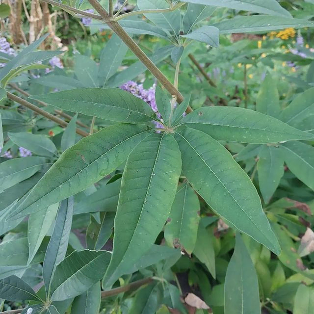 *Mönchspfeffer* (Vitex agnus-castus)