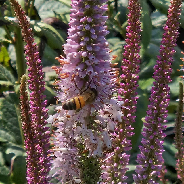 *Kandelaber-Ehrenpreis 'Erika'* (Veronicastrum virginicum 'Erika')