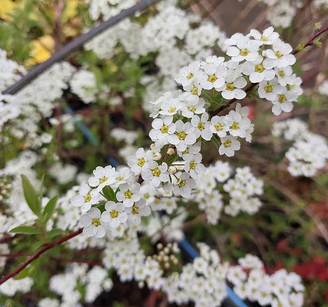 *Weiße Rispenspiere 'Grefsheim'* (Spiraea cinerea 'Grefsheim')