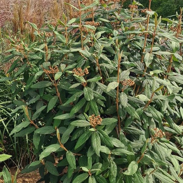 *Runzelblättriger Schneeball* (Viburnum rhytidophyllum)