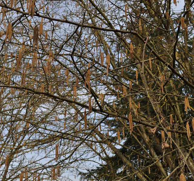 *Haselnuss 'Hallesche Riesennuss'* (Corylus avellana 'Hallesche Riesennuss')