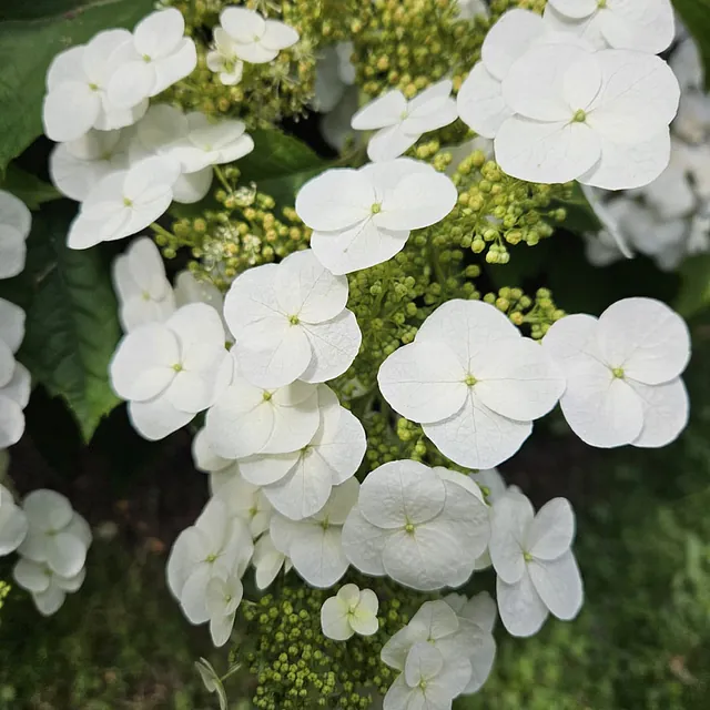 *Eichenblatt-Hortensie* (Hydrangea quercifolia i.S.)