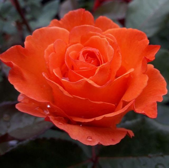 Edelrosen im im Sortiment der GartenBaumschule Lehnert - Bodendecker, Obstbäume, Rosen, Ziersträucher und Heckenpflanzen aus Sangerhausen