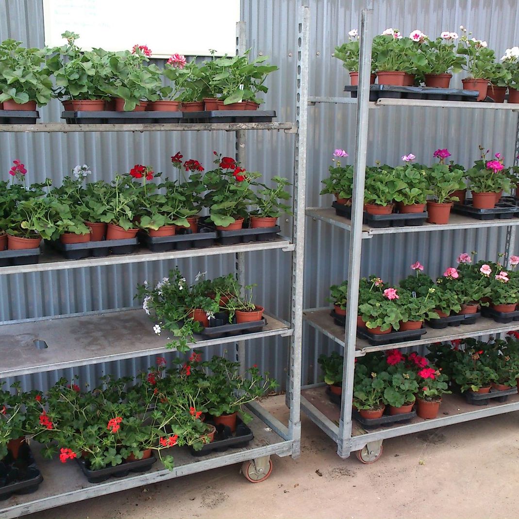 Wir stellen uns vor - GartenBaumschule Lehnert - Bodendecker, Obstbäume, Rosen, Ziersträucher und Heckenpflanzen aus Sangerhausen