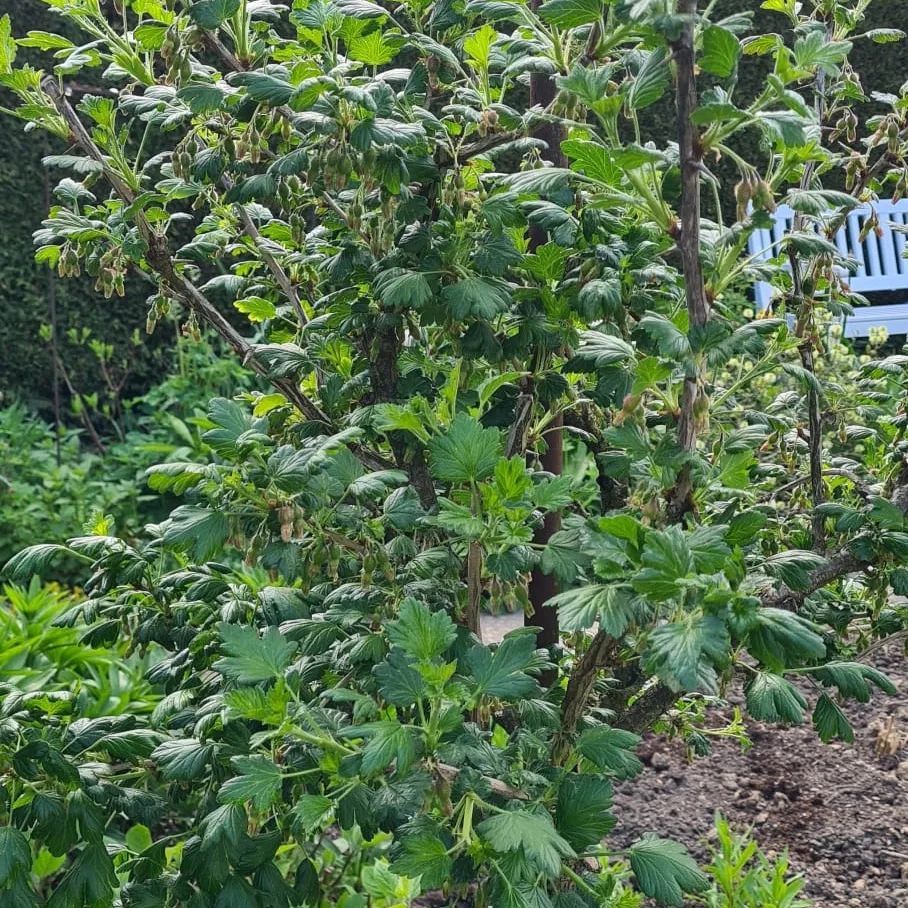 *Stachelbeere 'Invicta'* (Ribes uva-crispa 'Invicta')