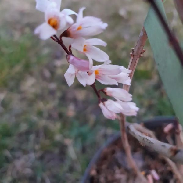 "Schneeforsythie" ('Abeliophyllum distichum')