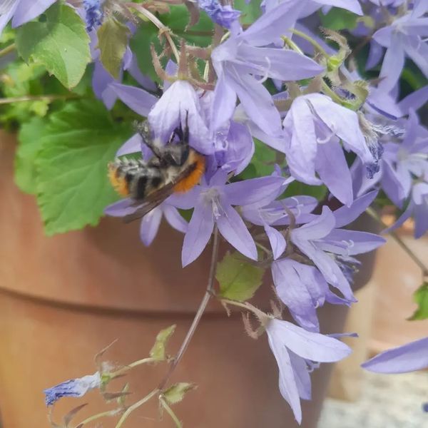 *Hängepolster-Glockenblume* (Campanula poscharskyana)