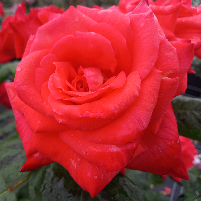Seltene Rosen im Sortiment der GartenBaumschule Lehnert - Bodendecker, Obstbäume, Rosen, Ziersträucher und Heckenpflanzen aus Sangerhausen