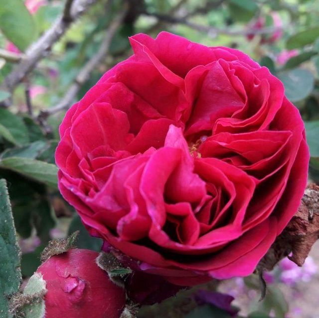 Seltene Rosen im Sortiment der GartenBaumschule Lehnert - Bodendecker, Obstbäume, Rosen, Ziersträucher und Heckenpflanzen aus Sangerhausen