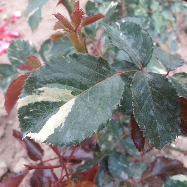 Edelrosen im im Sortiment der GartenBaumschule Lehnert - Bodendecker, Obstbäume, Rosen, Ziersträucher und Heckenpflanzen aus Sangerhausen