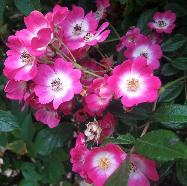 Seltene Rosen im Sortiment der GartenBaumschule Lehnert - Bodendecker, Obstbäume, Rosen, Ziersträucher und Heckenpflanzen aus Sangerhausen