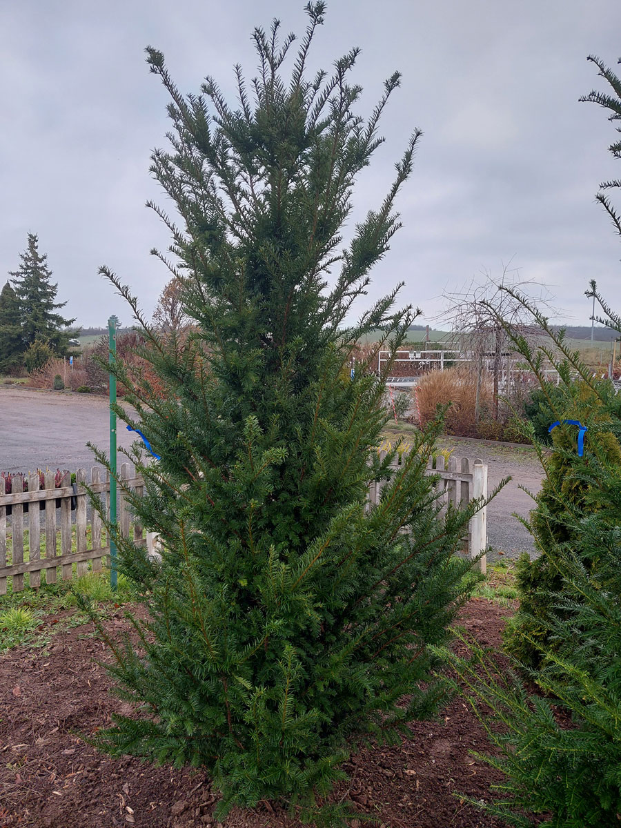 Thuja occ. ´Smaragd