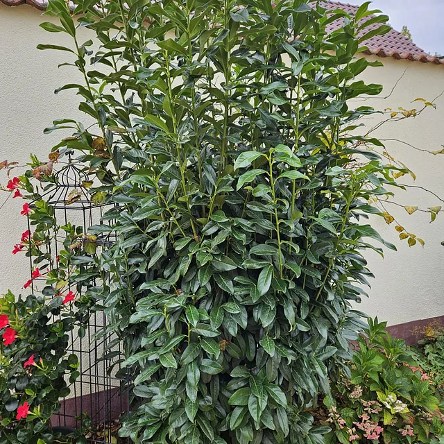 *Lorbeerkirsche 'Genolia'* (Prunus laurocerasus 'Genolia')