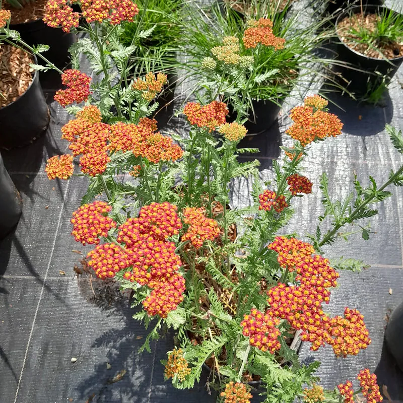 *Schafgarbe i.S.* (Achillea i.S.)