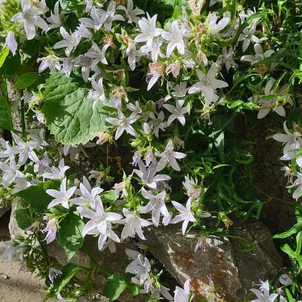 *Hängepolster-Glockenblume* (Campanula poscharskyana)