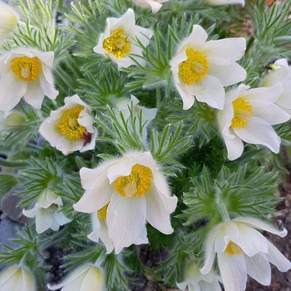 *Küchenschelle* (Pulsatilla vulgaris)
