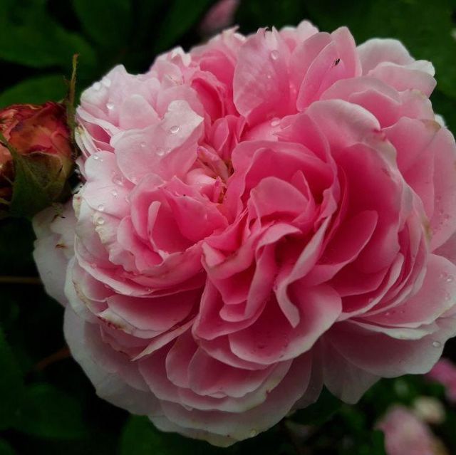 Seltene Rosen im Sortiment der GartenBaumschule Lehnert - Bodendecker, Obstbäume, Rosen, Ziersträucher und Heckenpflanzen aus Sangerhausen