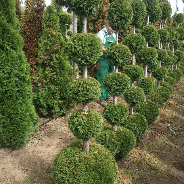 Formgehölze - Thuja - im Sortiment der GartenBaumschule Lehnert - Bodendecker, Obstbäume, Rosen, Ziersträucher und Heckenpflanzen aus Sangerhausen