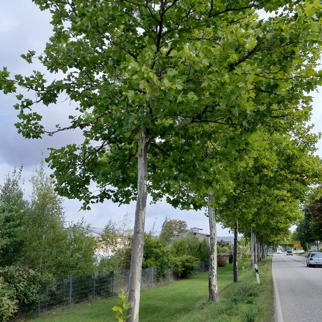 Alleebäume im Sortiment der GartenBaumschule Lehnert - Bodendecker, Obstbäume, Rosen, Ziersträucher und Heckenpflanzen aus Sangerhausen