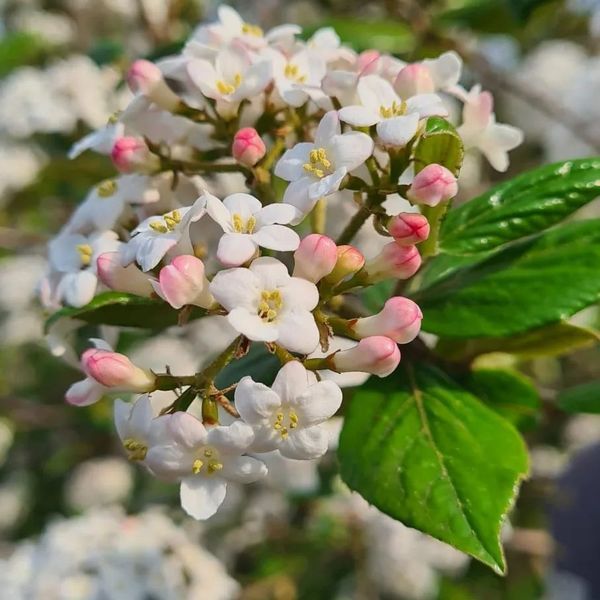 *Oster-Schneeball* (Viburnum burkwoodii)