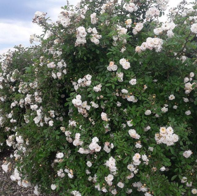 Seltene Rosen im Sortiment der GartenBaumschule Lehnert - Bodendecker, Obstbäume, Rosen, Ziersträucher und Heckenpflanzen aus Sangerhausen