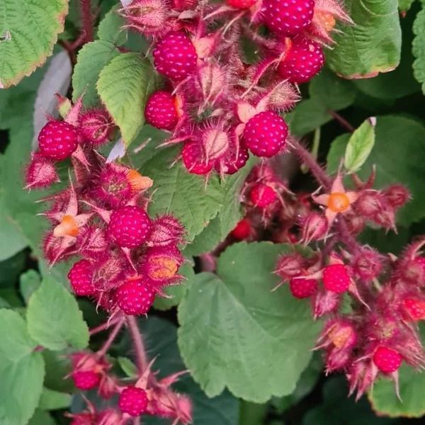 *Japanische Weinbeere* (Rubus phoenicolasius)