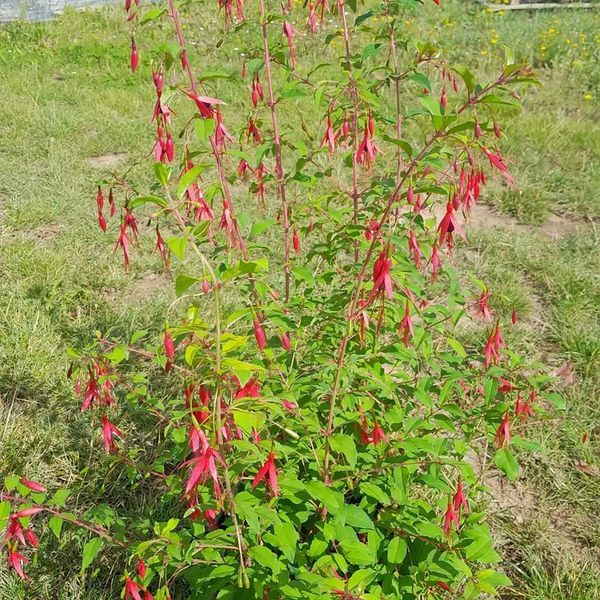 *Winterharte Scharlachfuchsie* (Fuchsia magellanica 'Riccartonii')