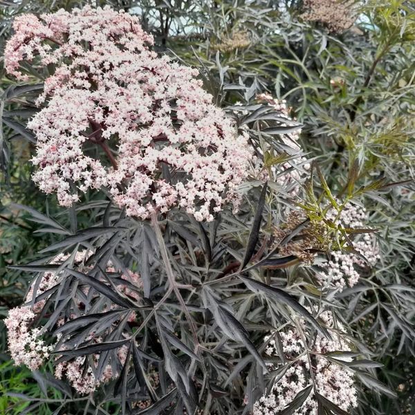 *Schlitzblättriger schwarzer Holunder 'Black Lace'* (Sambucus nigra 'Black Lace') 