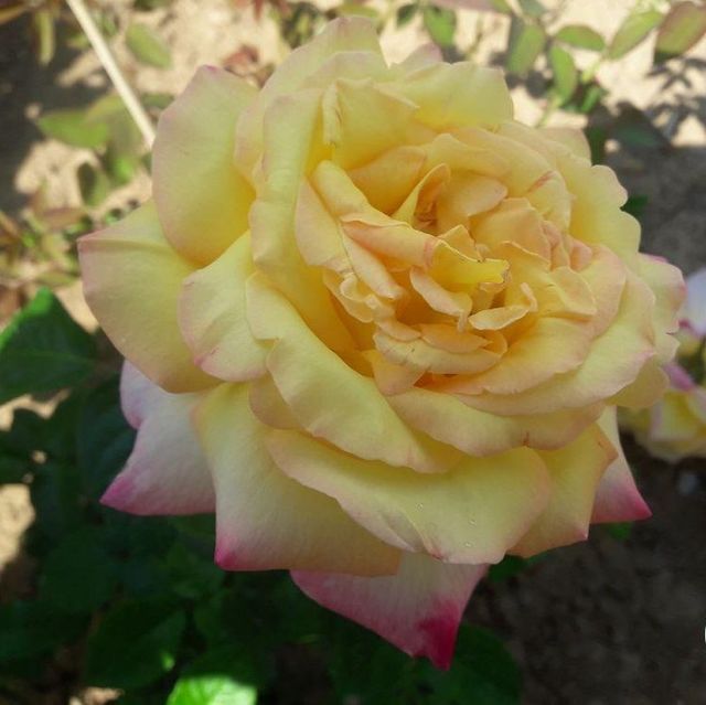 Edelrosen im im Sortiment der GartenBaumschule Lehnert - Bodendecker, Obstbäume, Rosen, Ziersträucher und Heckenpflanzen aus Sangerhausen