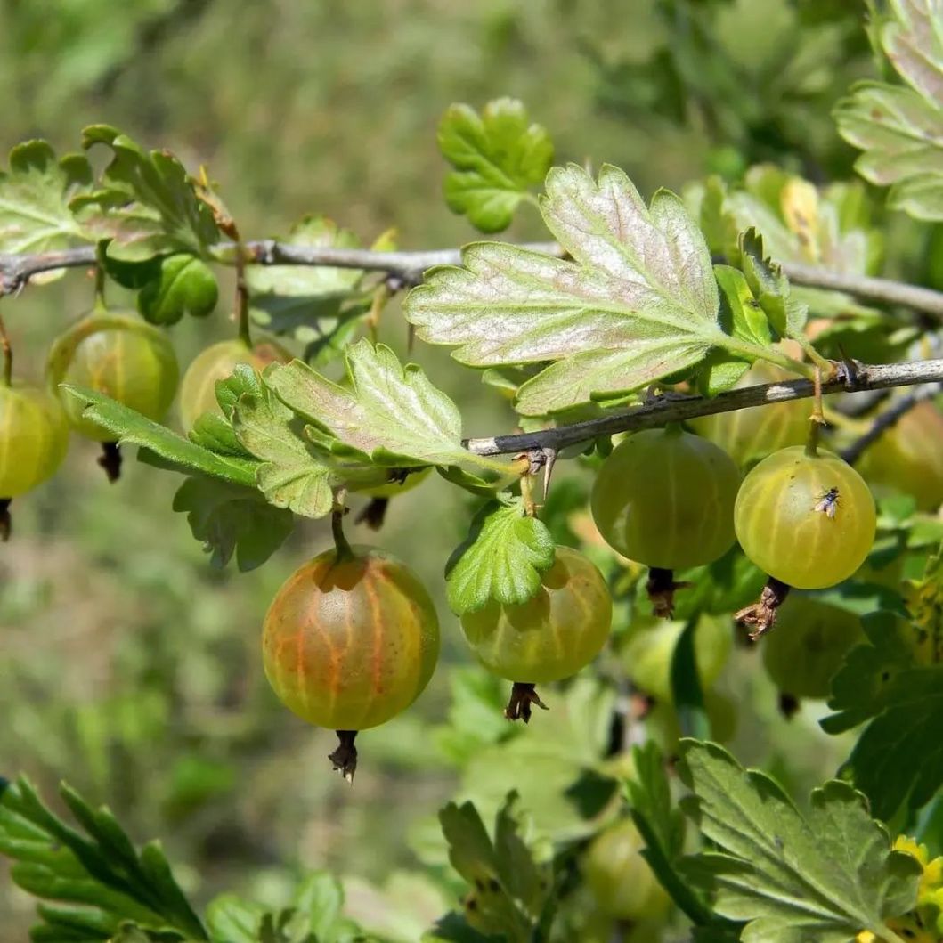 *Stachelbeere 'Invicta'* (Ribes uva-crispa 'Invicta')