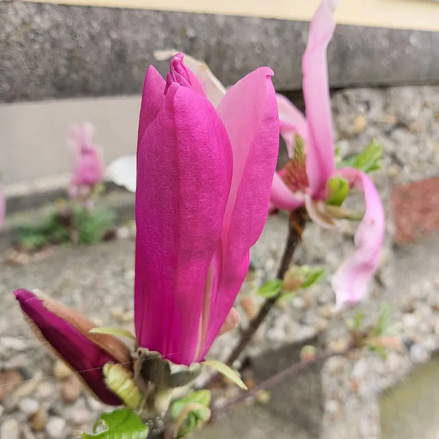 *Purpur-Magnolie 'Susan'* (Magnolia liliiflora 'Susan')