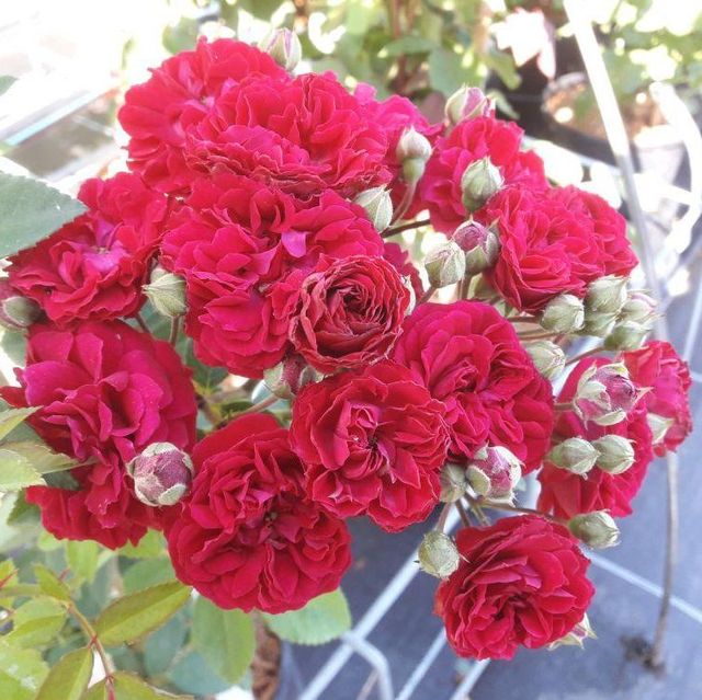 Kletterrosen im Sortiment der GartenBaumschule Lehnert - Bodendecker, Obstbäume, Rosen, Ziersträucher und Heckenpflanzen aus Sangerhausen