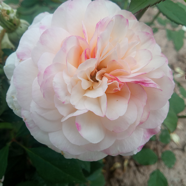 Edelrosen im im Sortiment der GartenBaumschule Lehnert - Bodendecker, Obstbäume, Rosen, Ziersträucher und Heckenpflanzen aus Sangerhausen