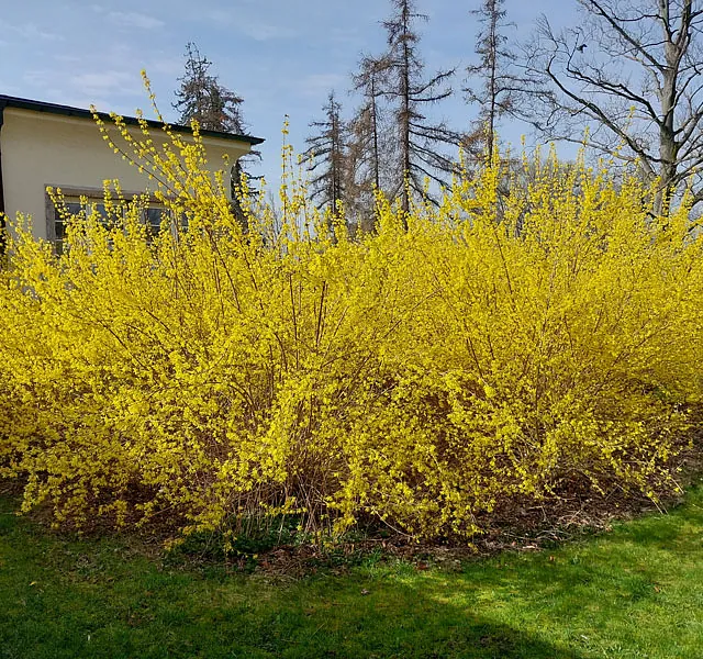 *Forsythie* (Forsythia x intermedia)